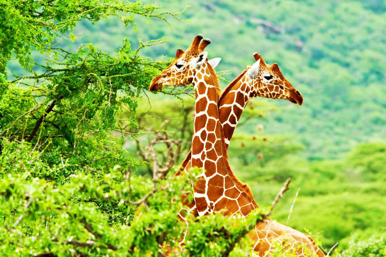 Two Giraffes in Lush Greenery Wall Art