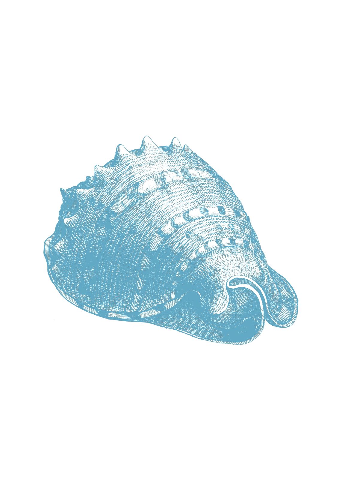 Serene Blue Seashell Sketch Wall Art