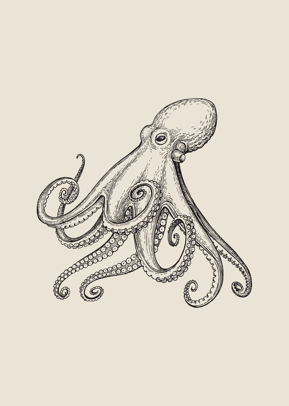 Vintage Octopus Sketch Wall Art Wall Art