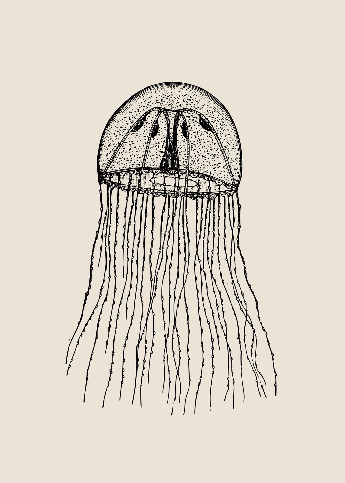Elegant Jellyfish Vintage Sketch Wall Art