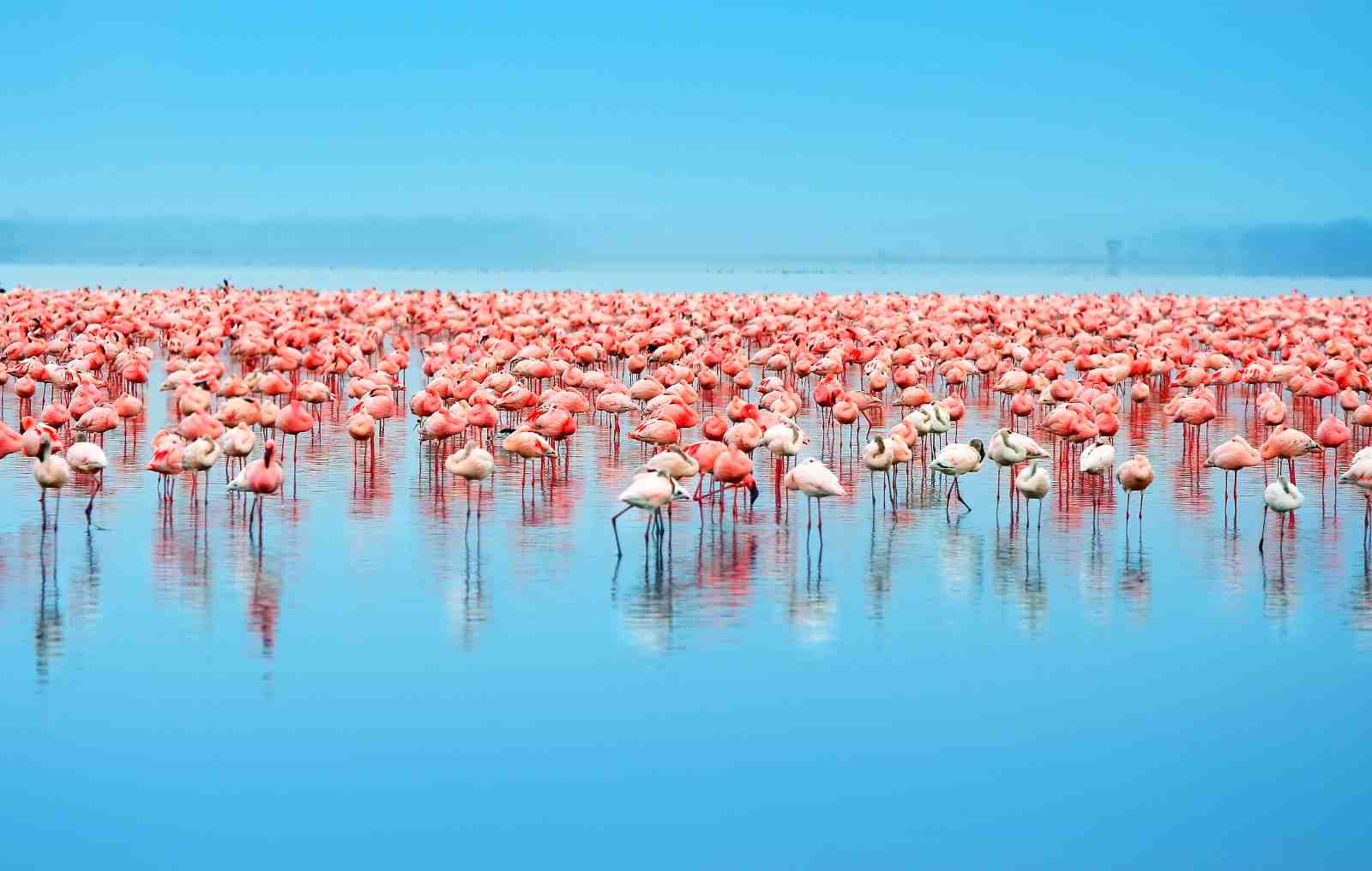 Flamingo Flock Serenity Wall Art
