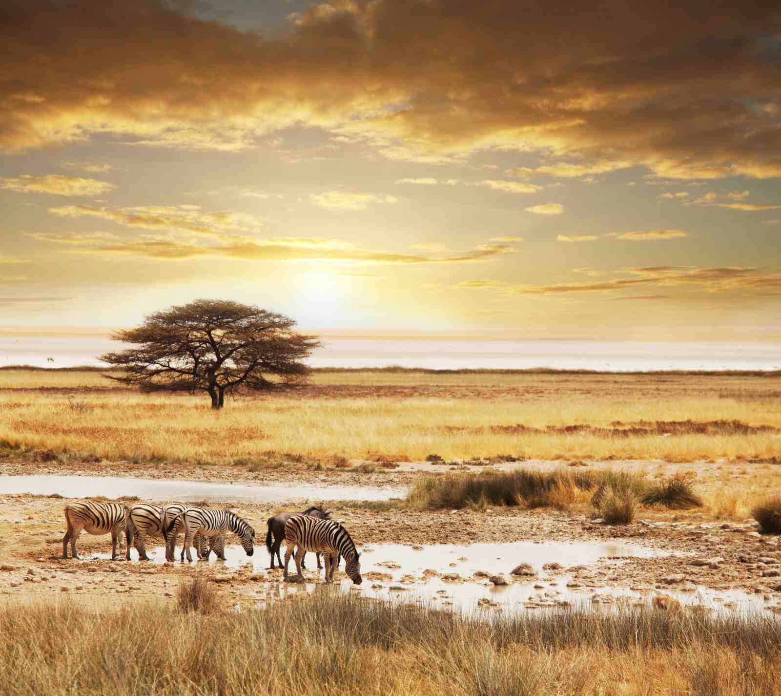 African Zebra Sunset Savannah Wall Art