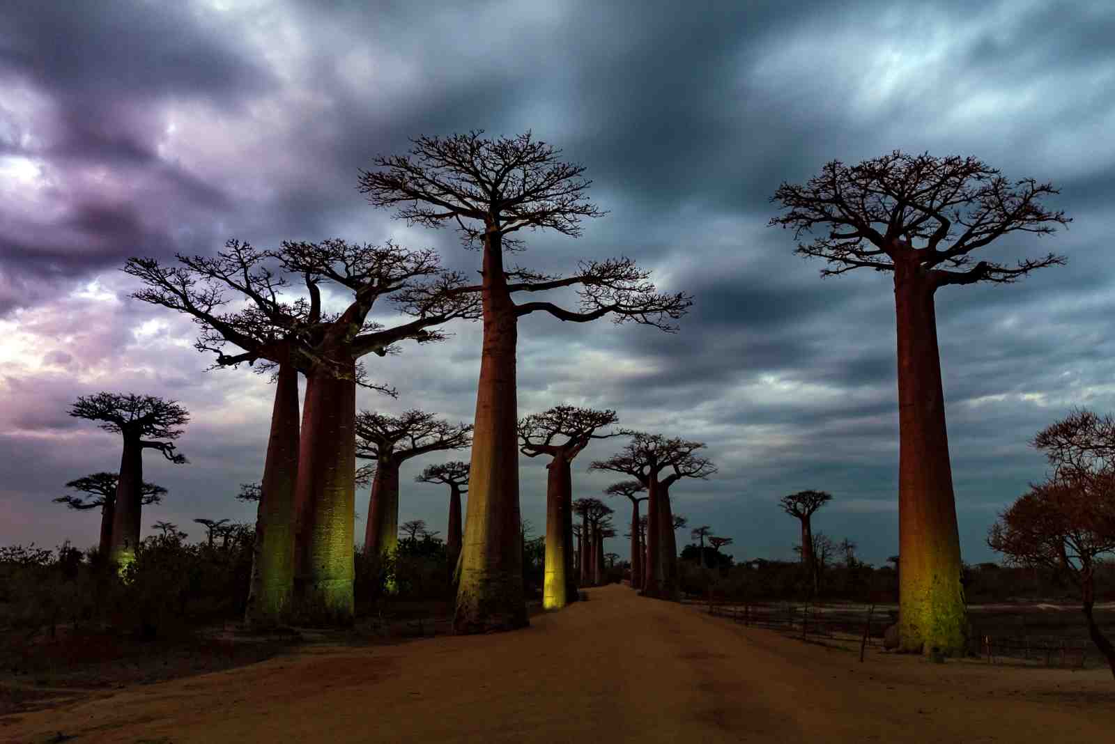 Majestic Baobab Alley Madagascar Wall Art