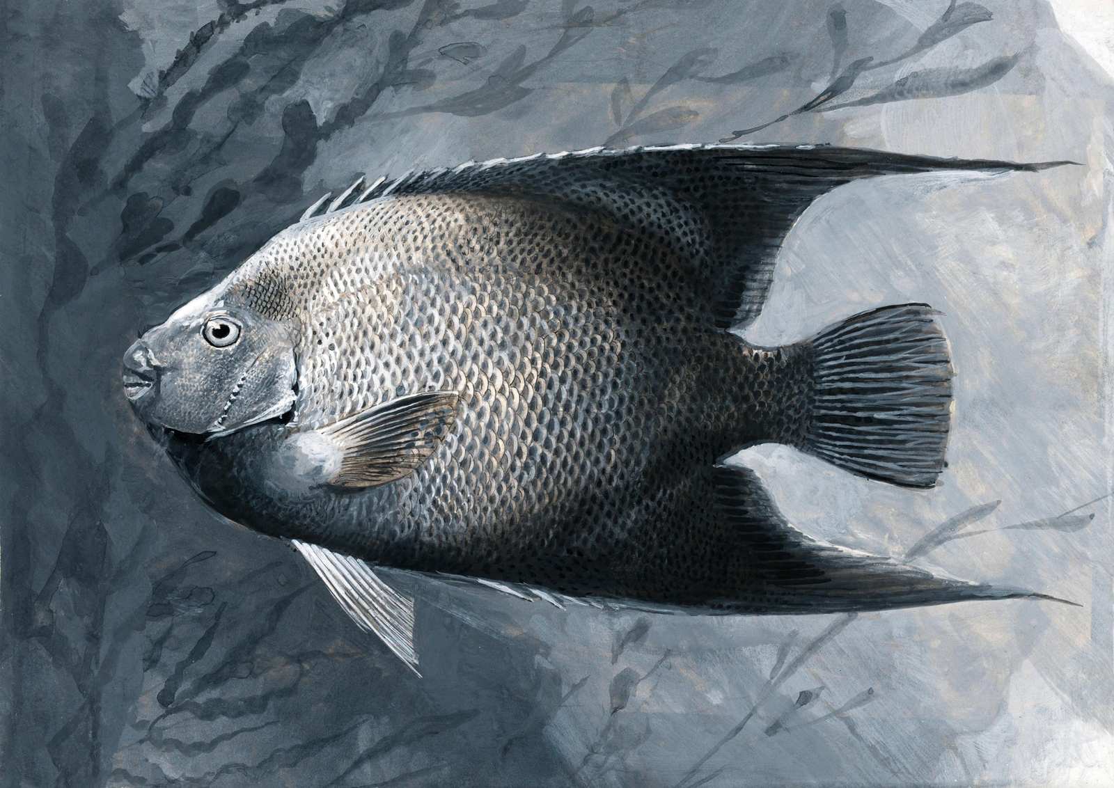 Monochromatic Angelfish in Serene Waters Wall Art