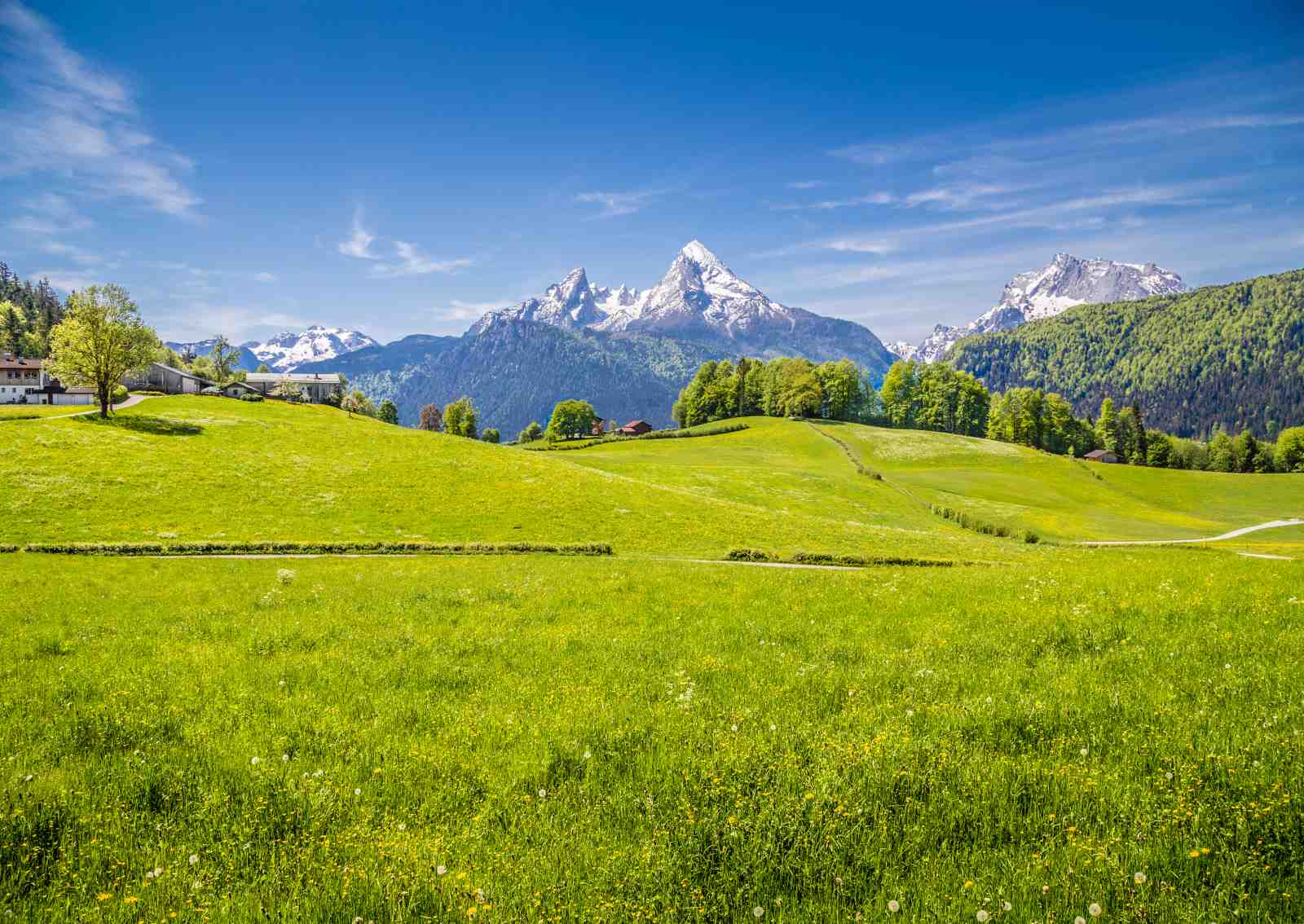 Serene Alpine Meadow Landscape Wall Art