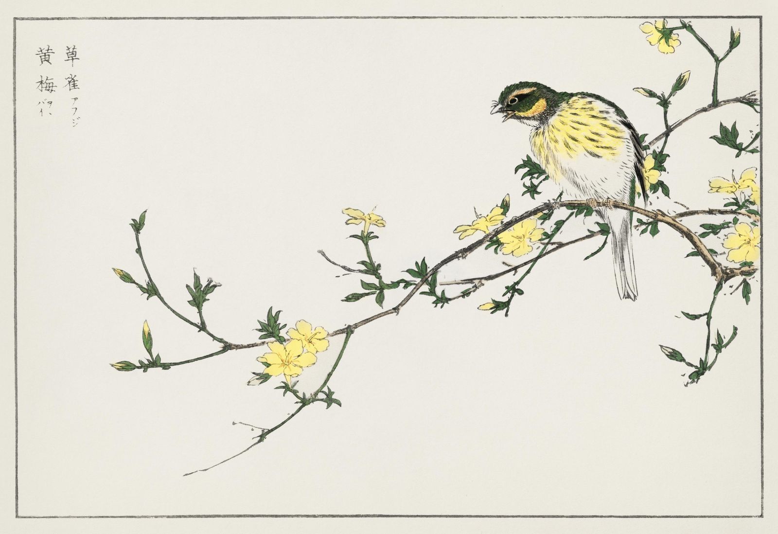 Elegant Yellow Finch & Jasmine Wall Art