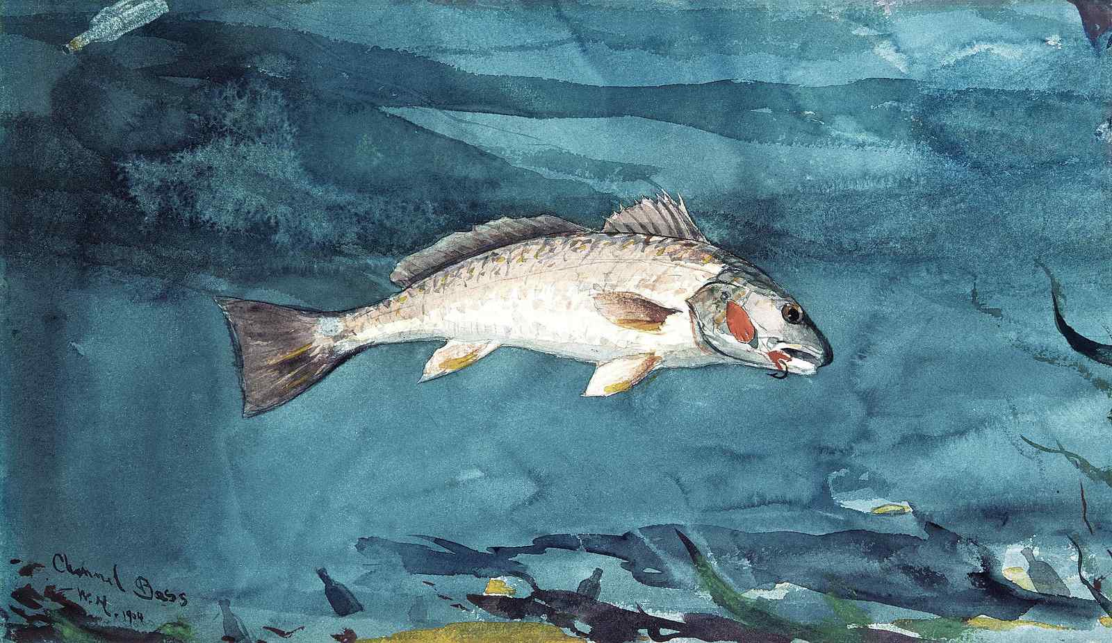 Channel Bass Underwater Watercolor Wall Art
