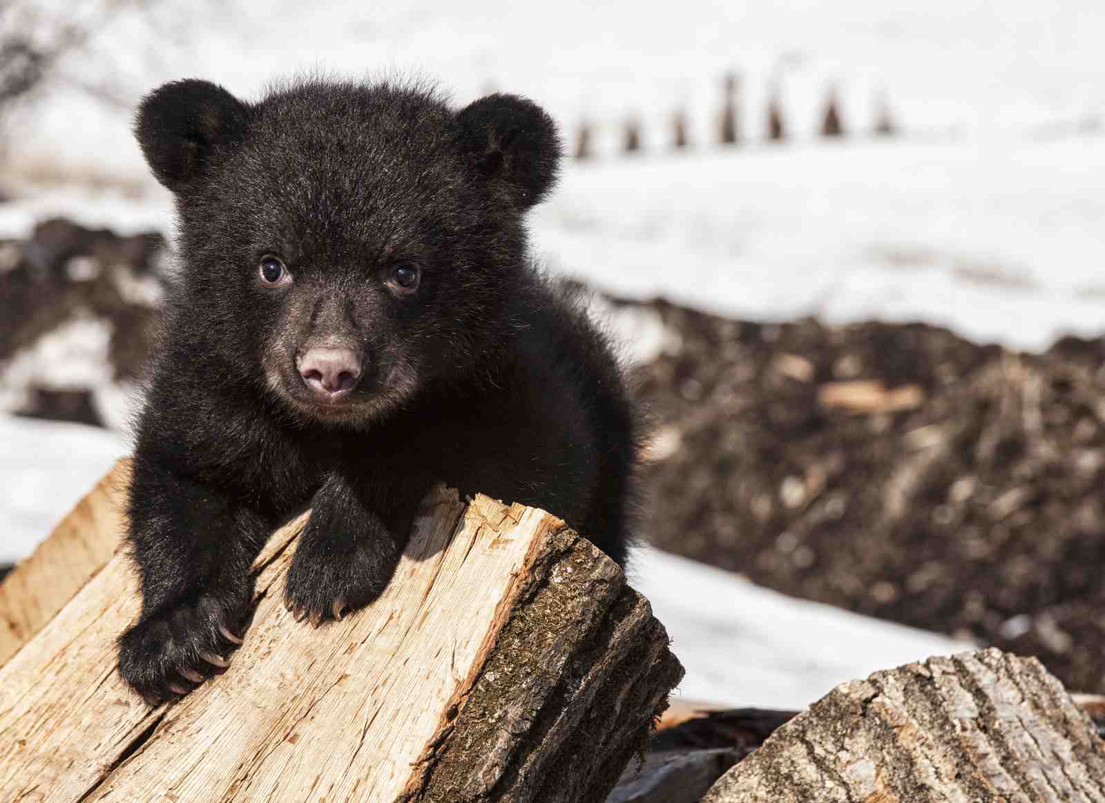 Adorable Bear Cub Portrait Wall Art - Wildlife Art
