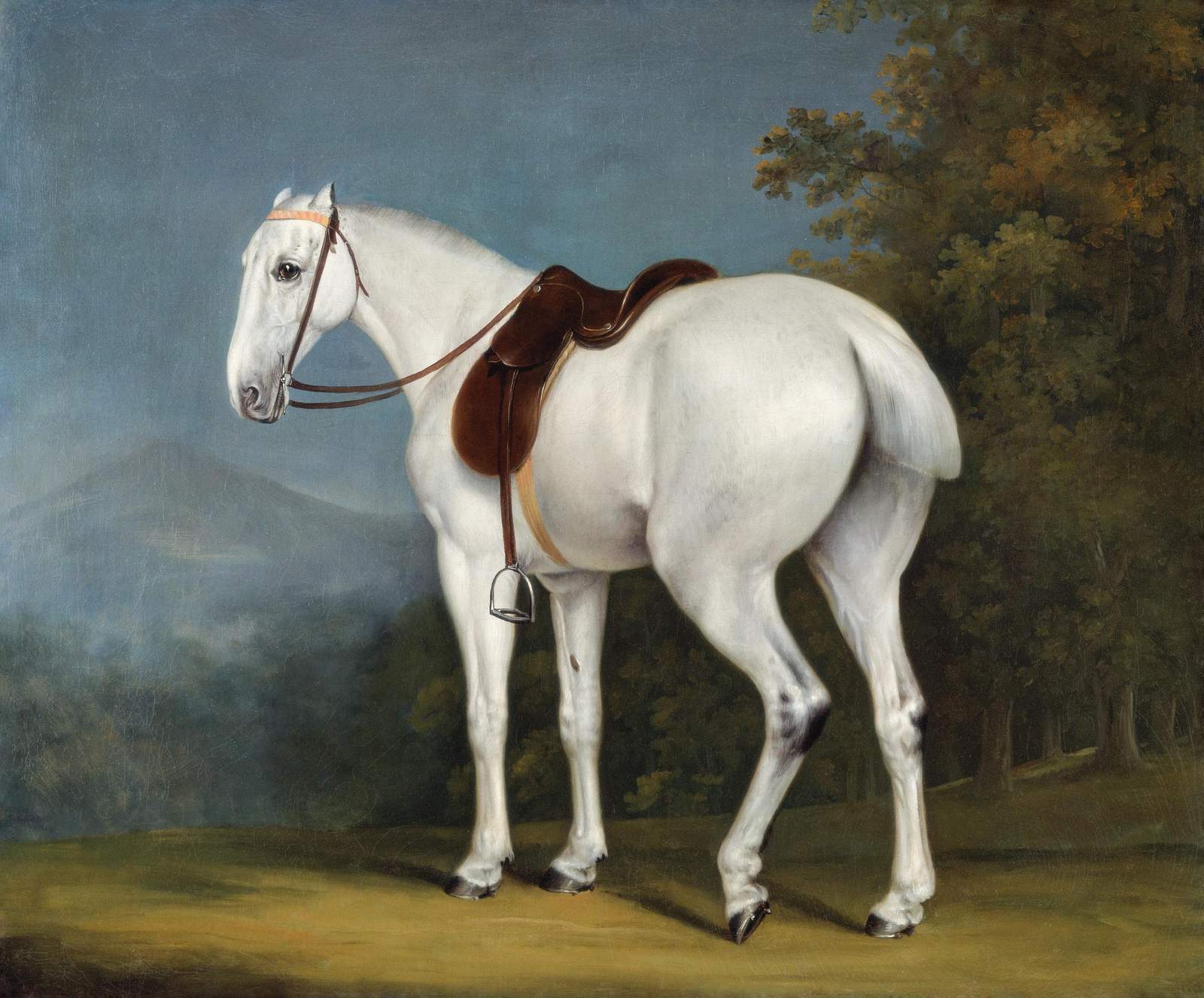 Elegant White Stallion Horse Portrait Wall Art