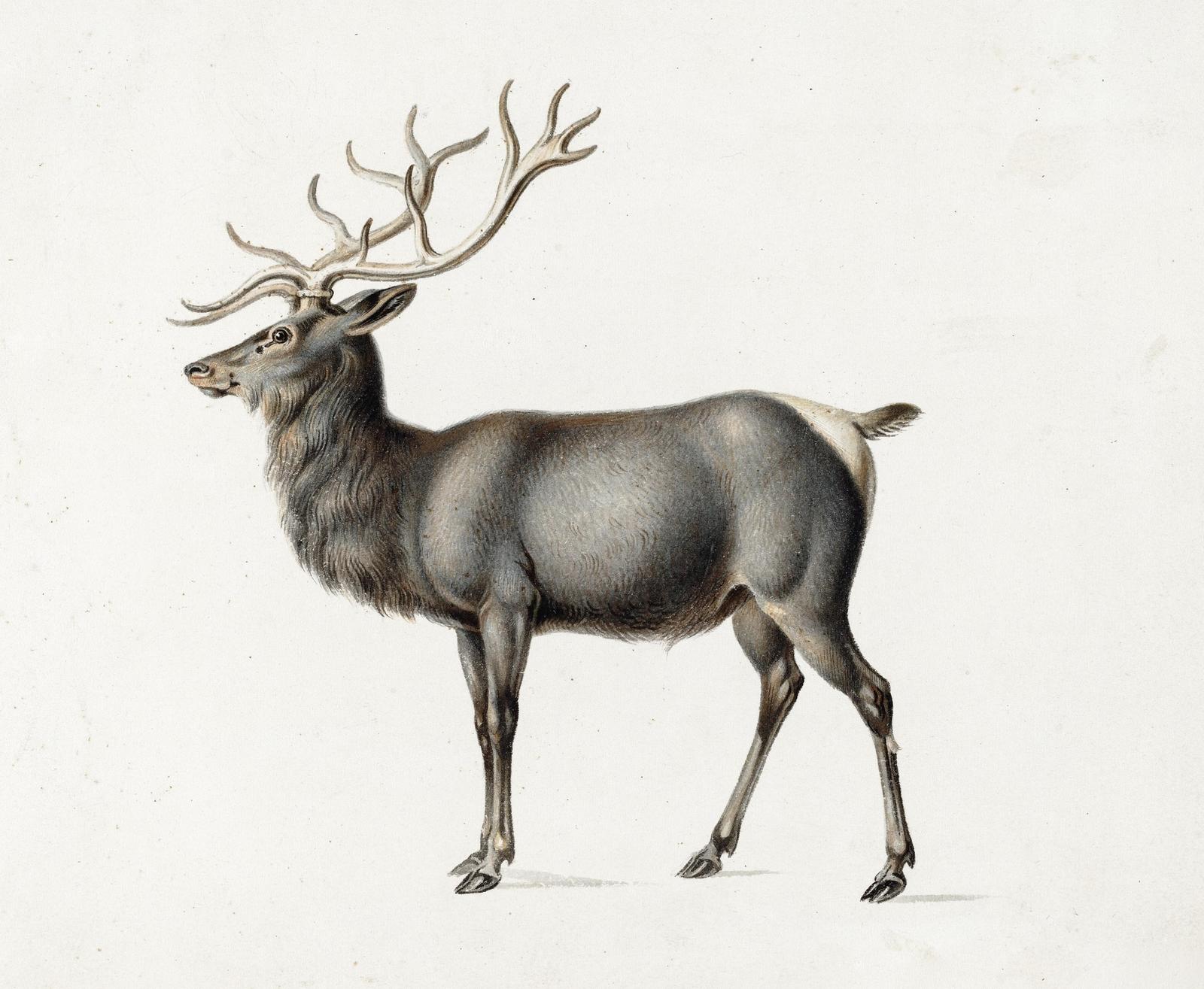 Majestic Stag Vintage Wildlife Wall Art Wall Art