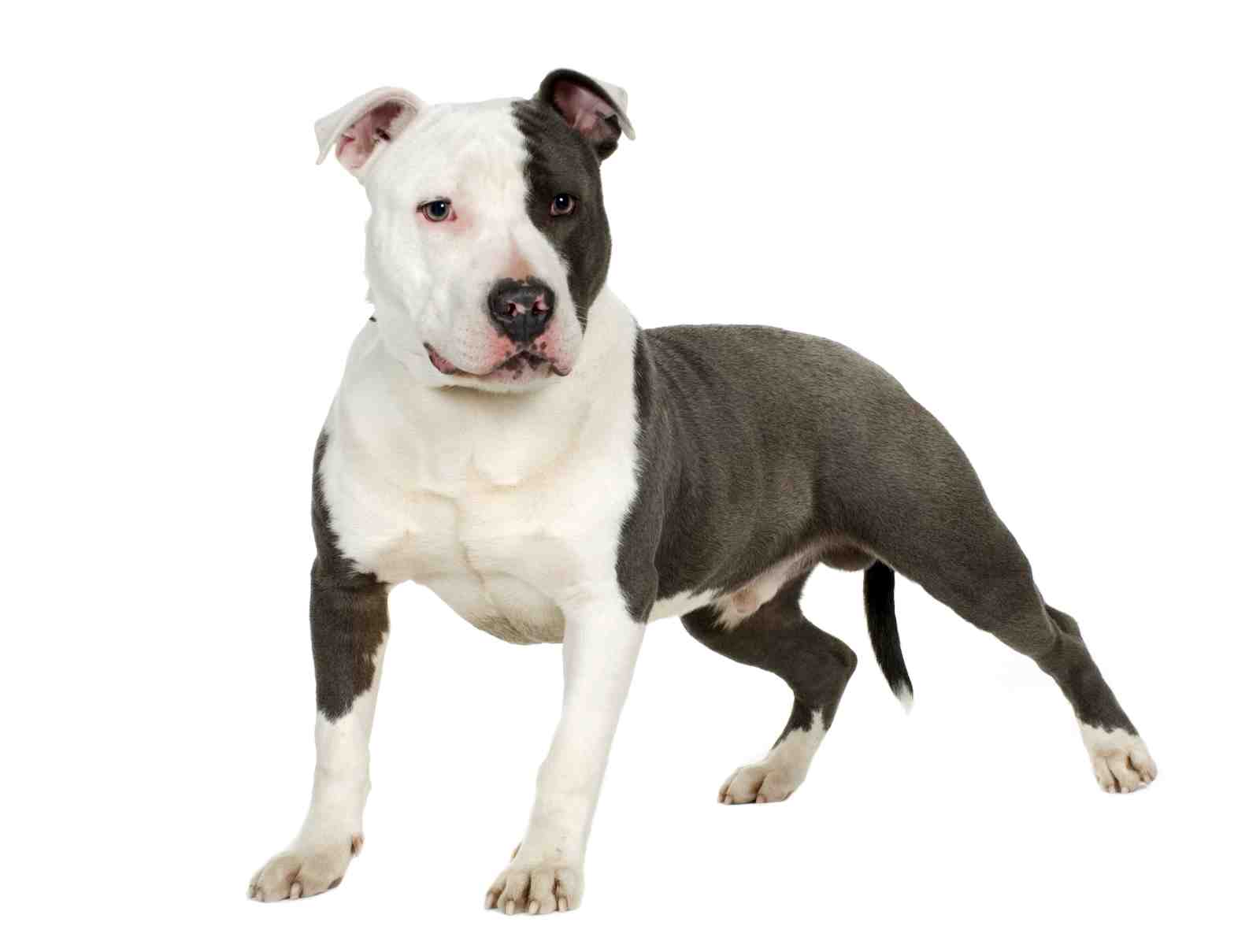 Powerful Pitbull Portrait Wall Art
