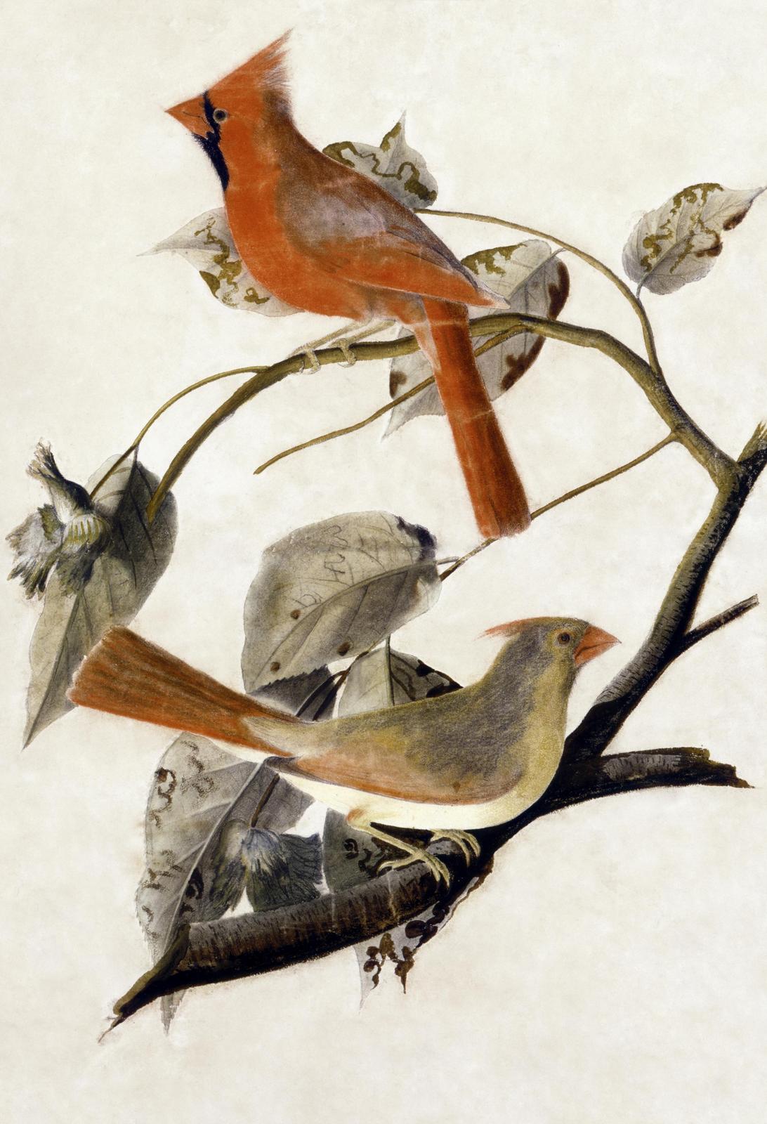 Vibrant Cardinal Pair Nature Art Wall Art