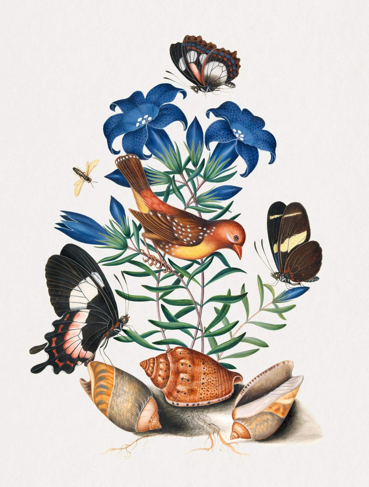 Vintage Nature Study Bird & Butterfly Wall Art