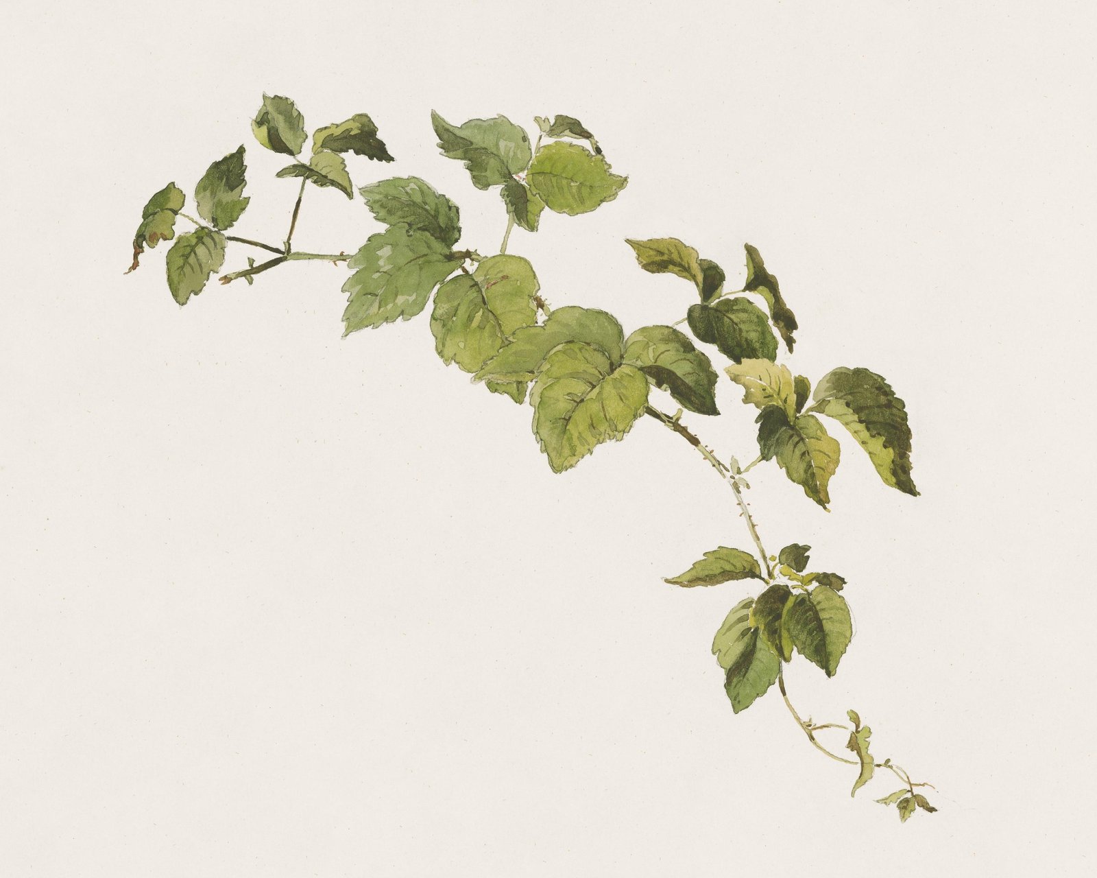 Botanical Greenery Watercolor Wall Art