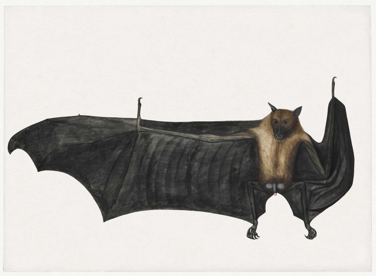 Vintage Bat Illustration Wall Art