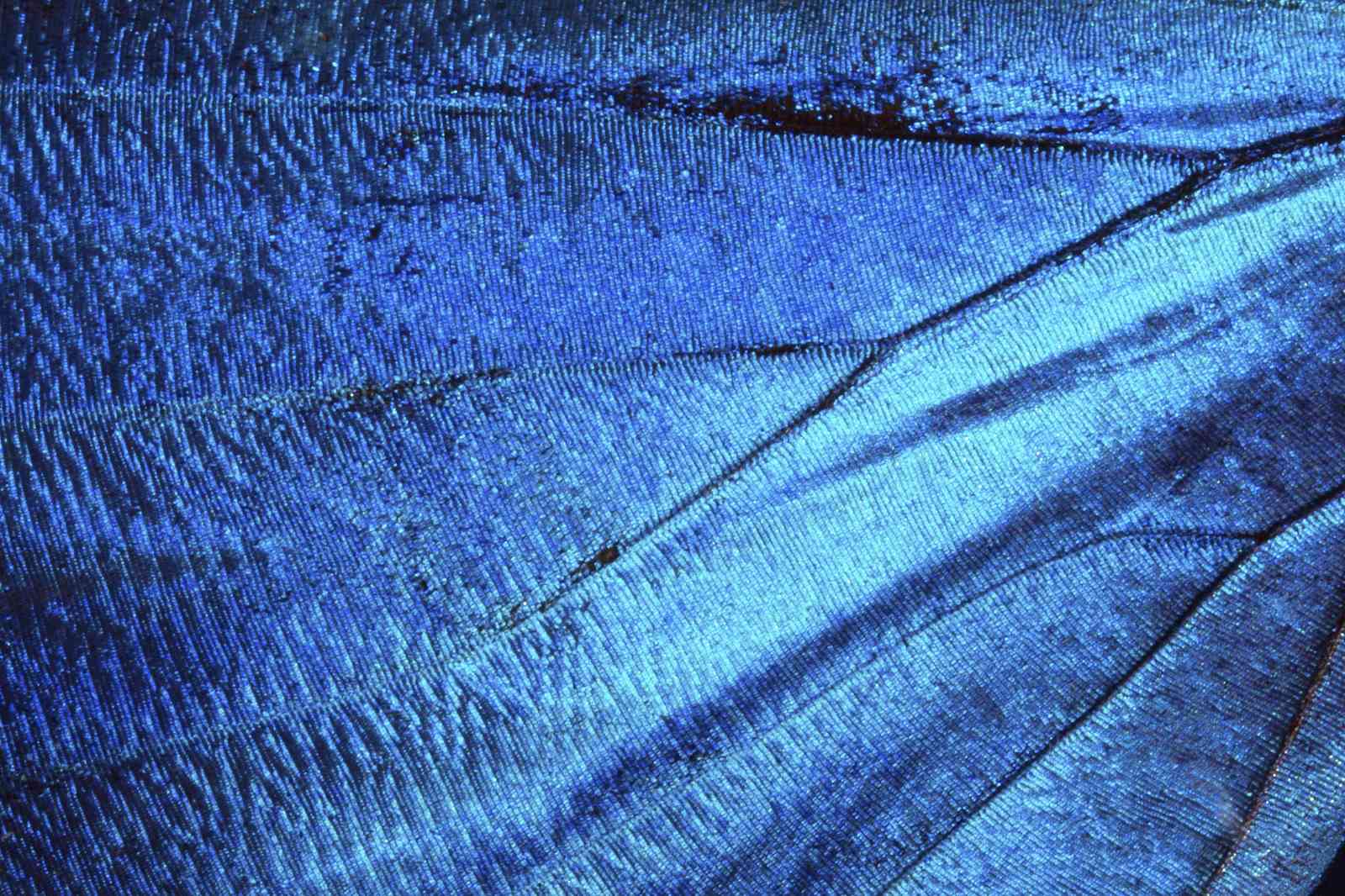 Vibrant Blue Butterfly Wing Macro Wall Art