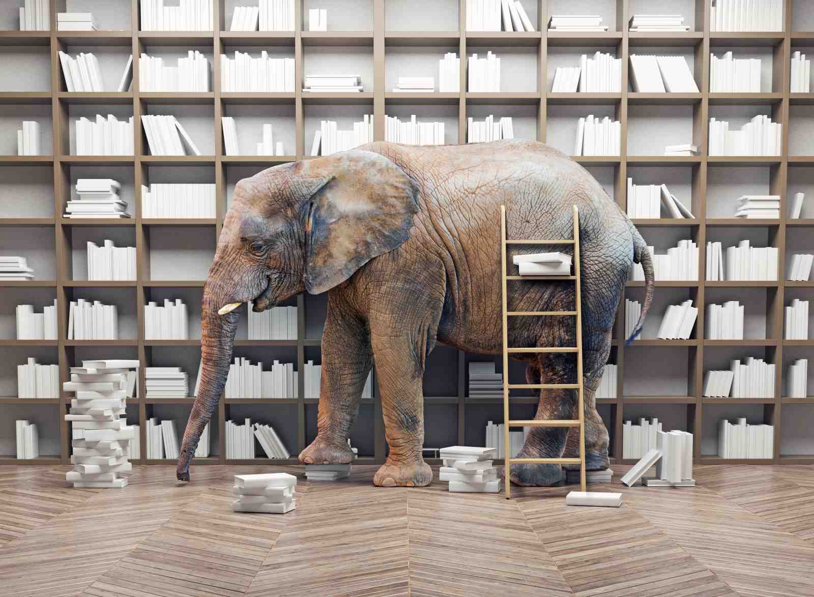 Majestic Elephant & Bookshelf Wall Art Wall Art
