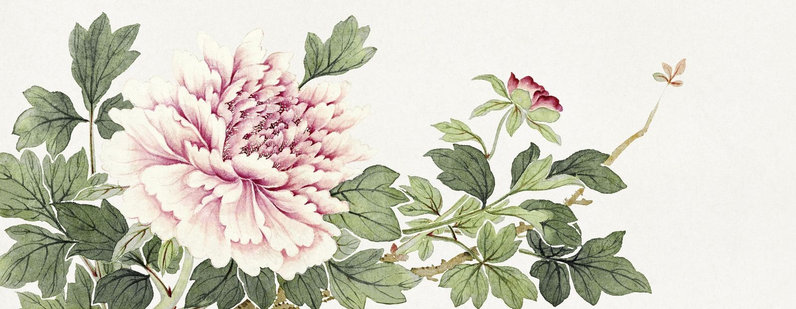 Elegant Peony Blossom Botanical Wall Art