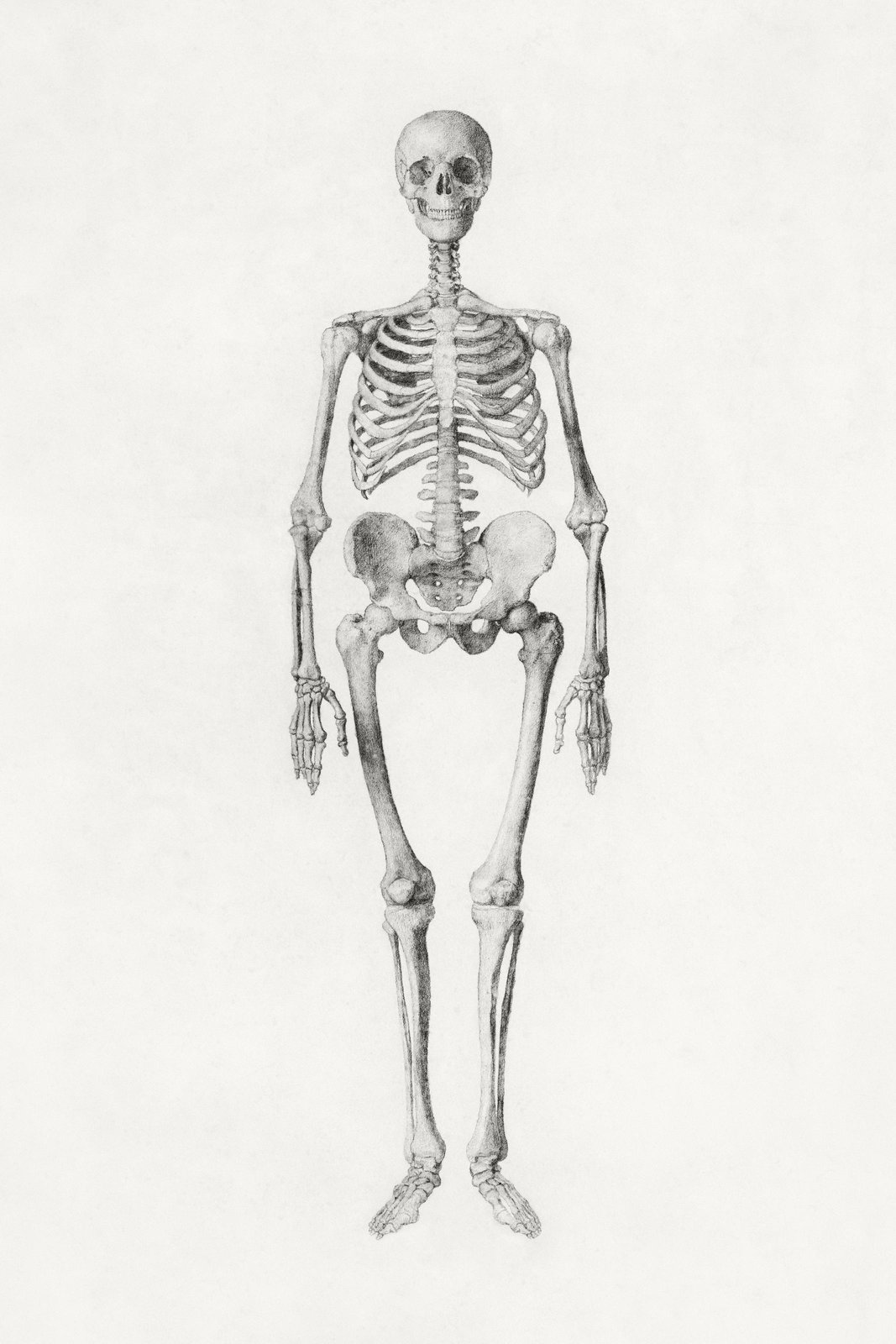 Vintage Anatomical Skeleton Sketch Wall Art