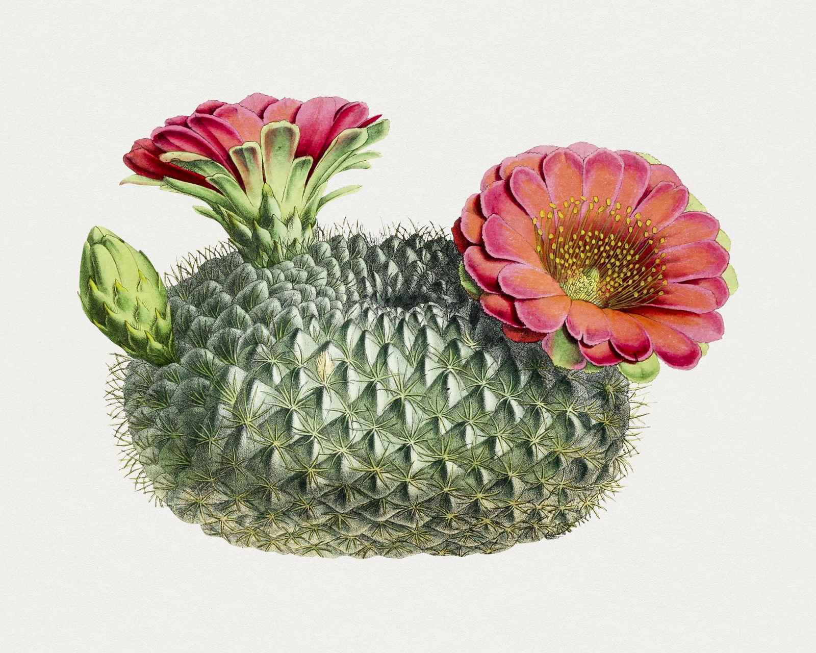 Vintage Blooming Cactus Botanical Wall Art
