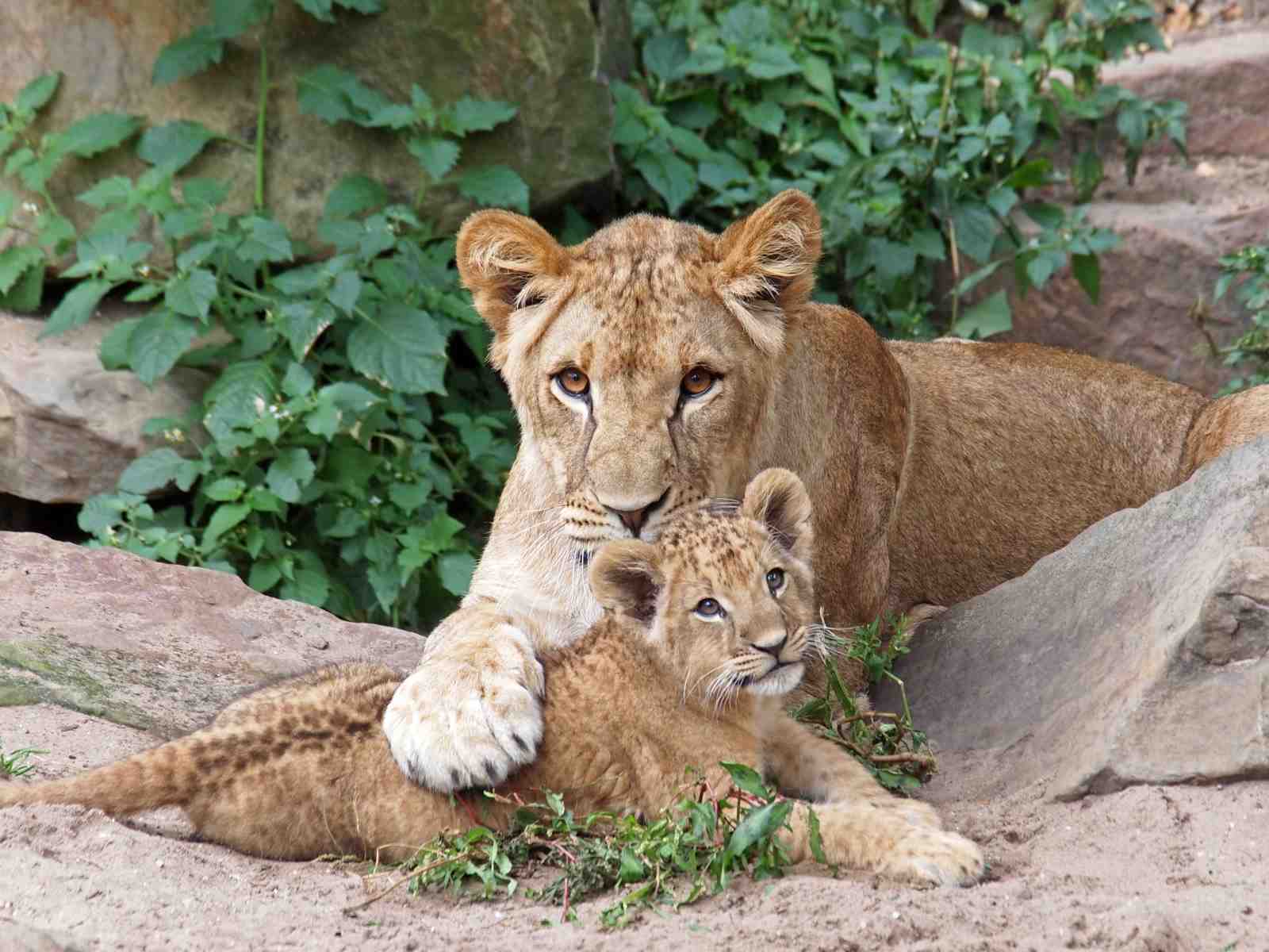 Majestic Lioness & Cub Wildlife Wall Art