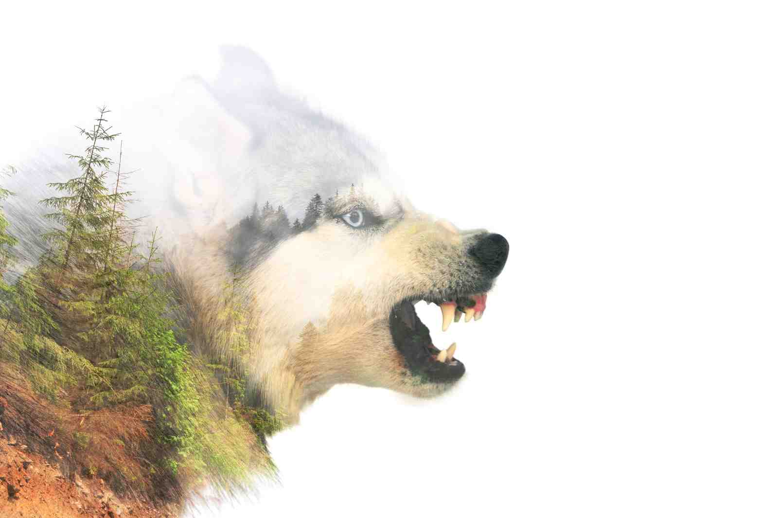 Majestic Wolf Forest Double Exposure Wall Art