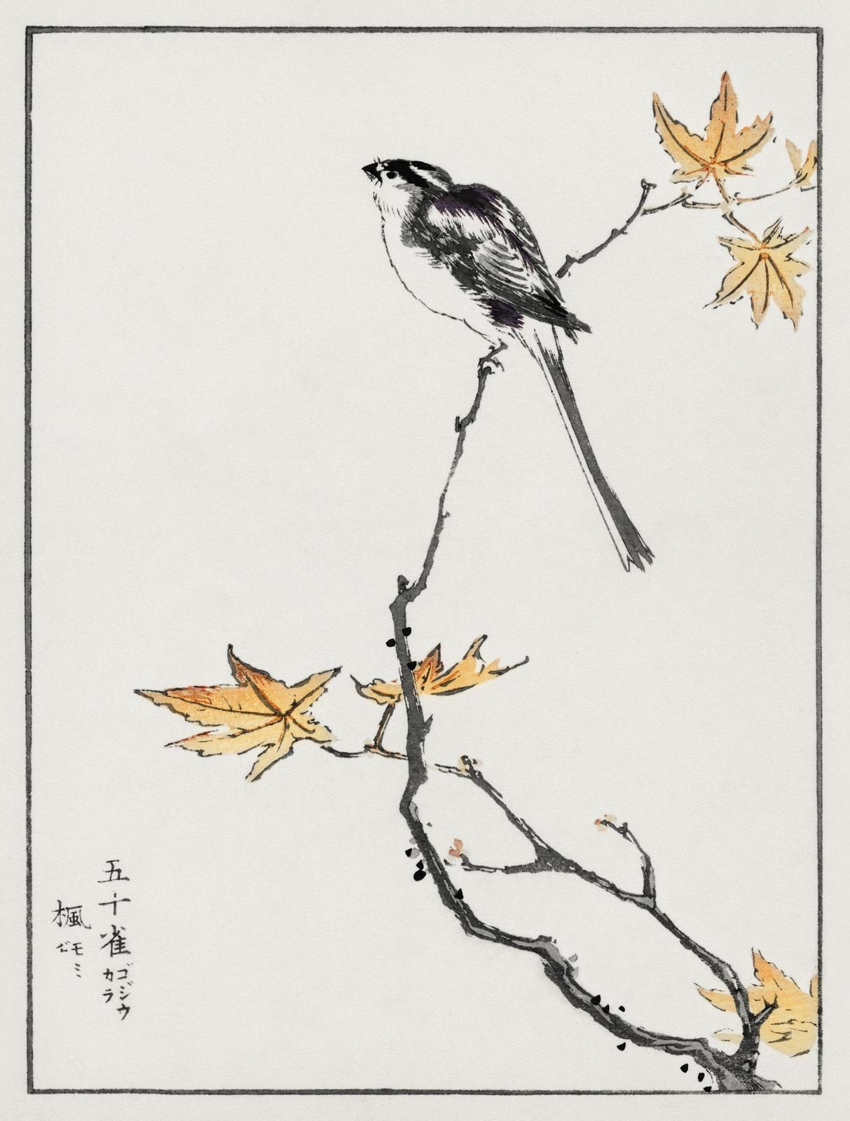 Elegant Long-tailed Tit & Maple Leaf Wall Art