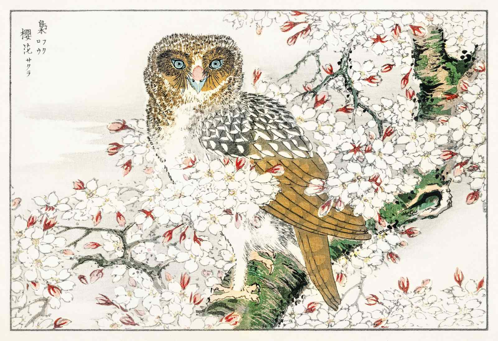 Wise Owl Cherry Blossom Wall Art Art