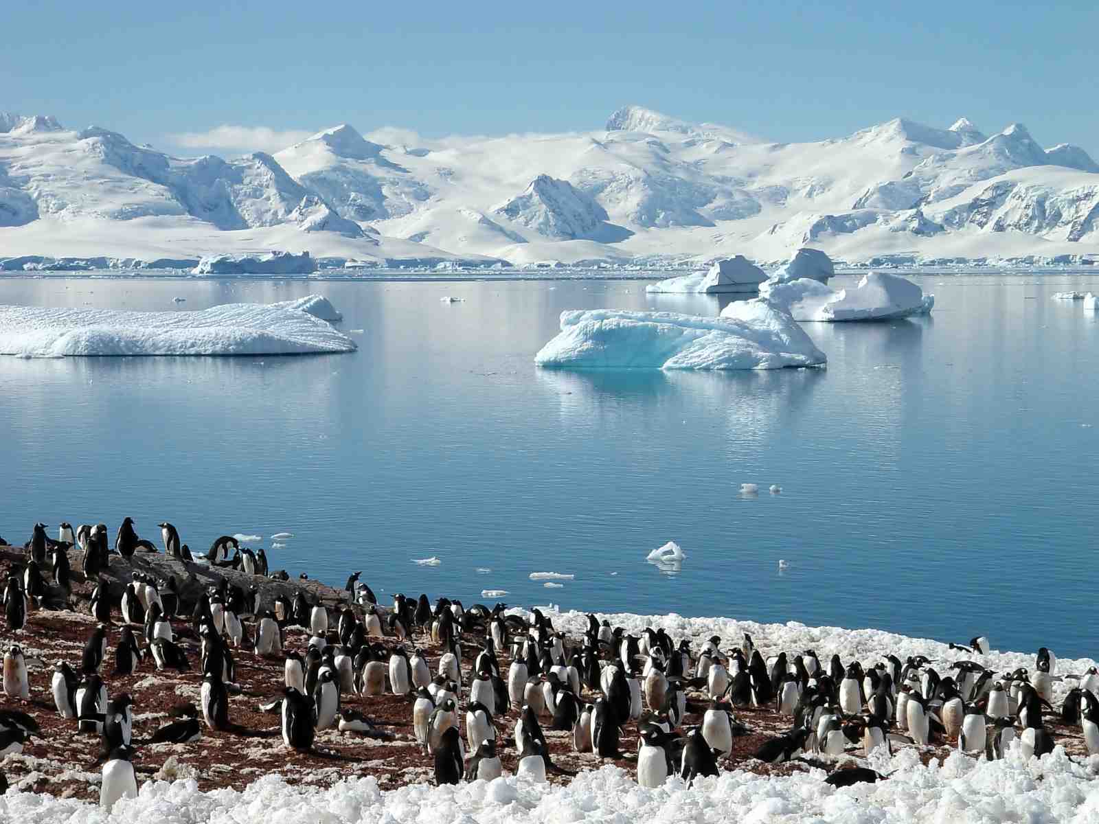 Penguin Colony Antarctica Wall Art