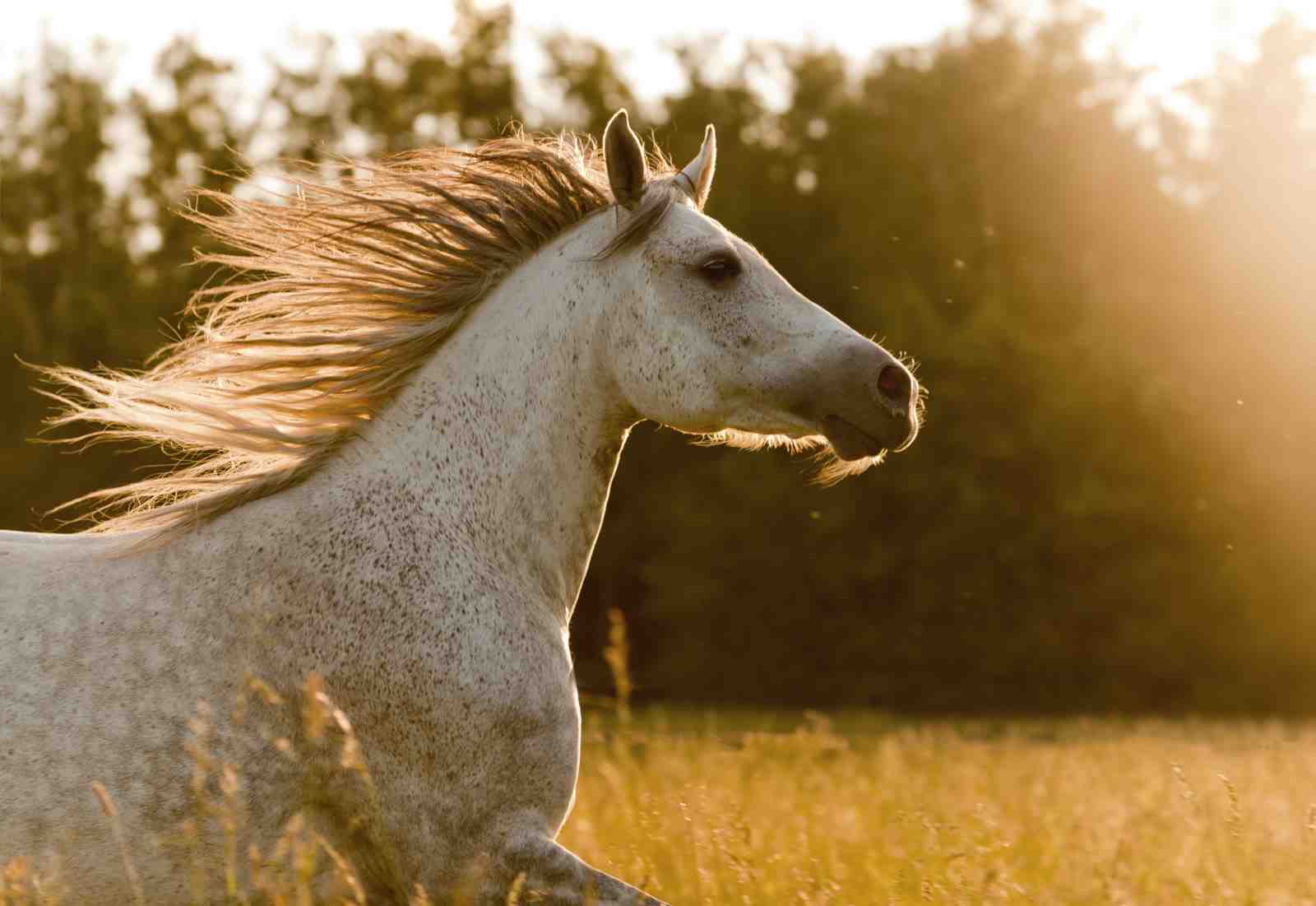 Majestic White Horse Running - Golden Hour Wall Art