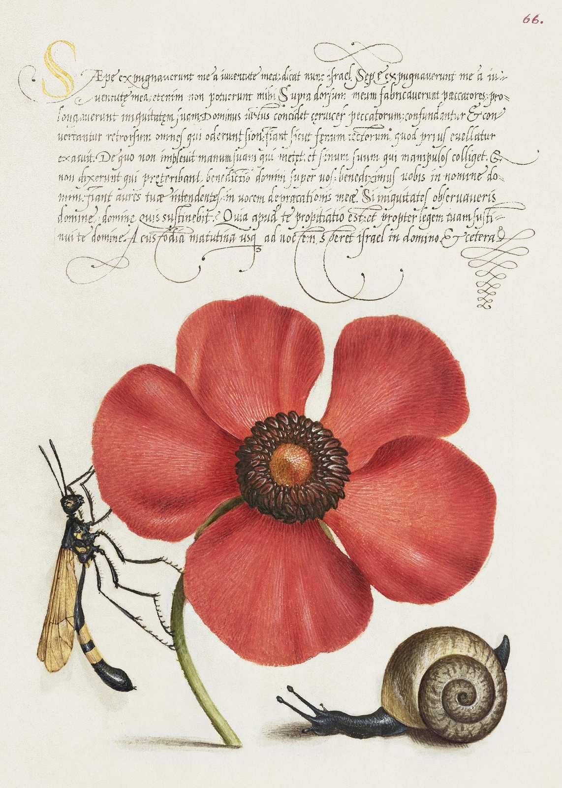 Vintage Botanical Red Poppy & Insect Wall Art