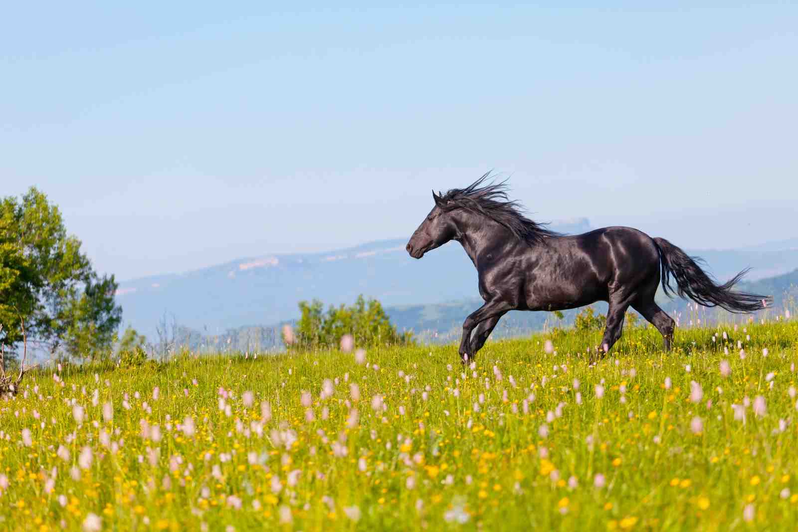Majestic Black Stallion Running Field Wall Art