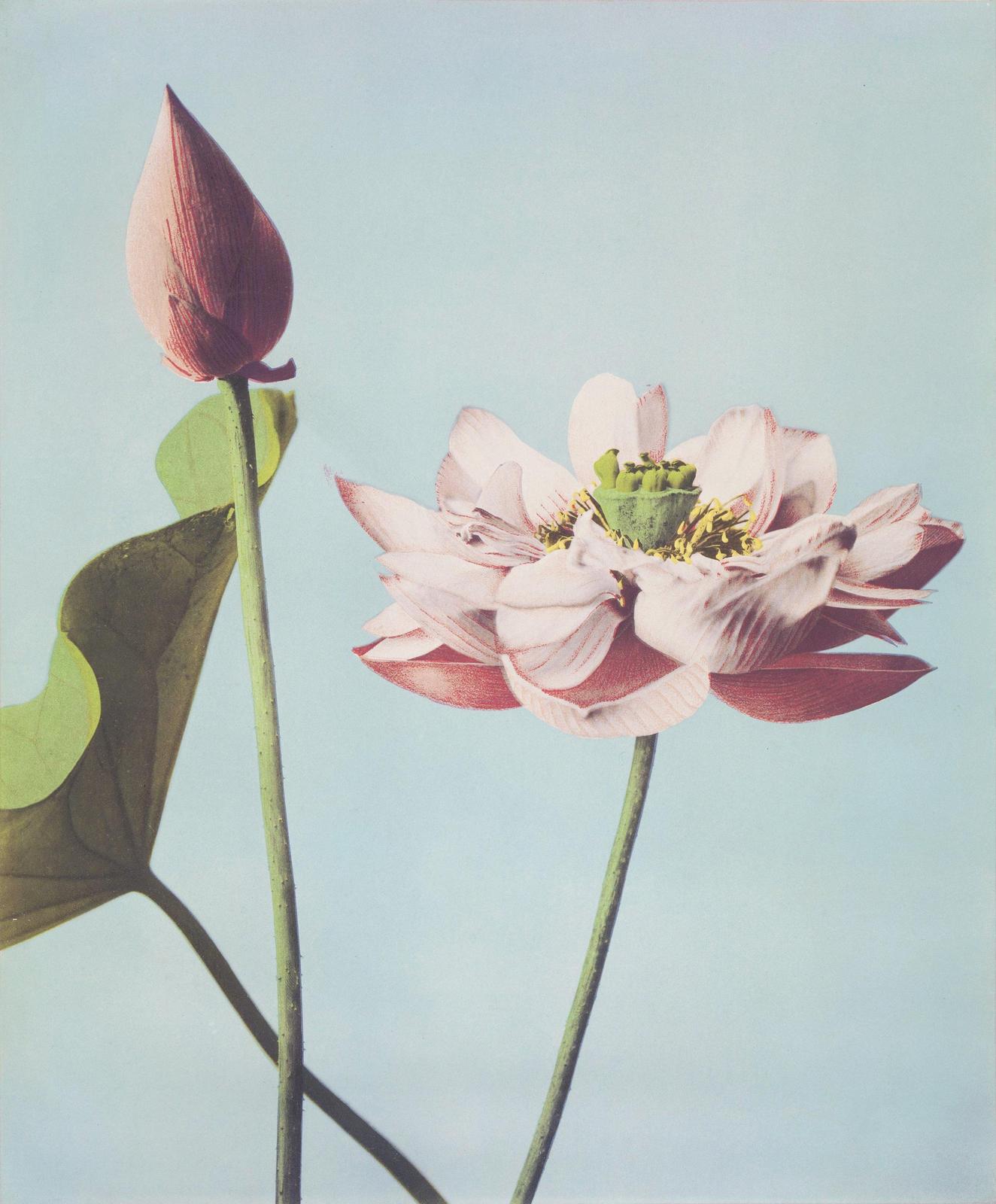 Serene Pink Lotus Bud & Bloom Wall Art