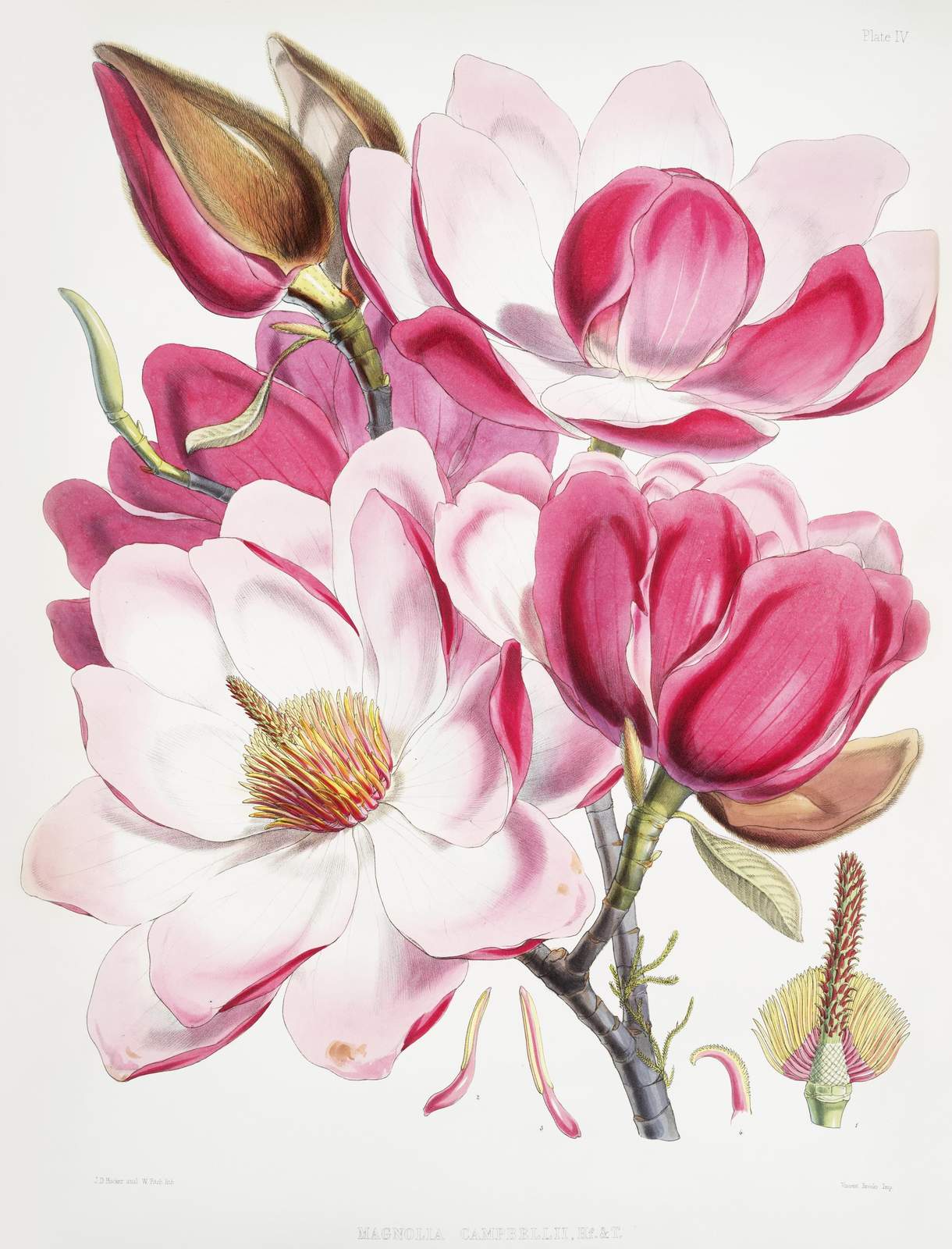 Vintage Magnolia Art - Botanical Wall Art