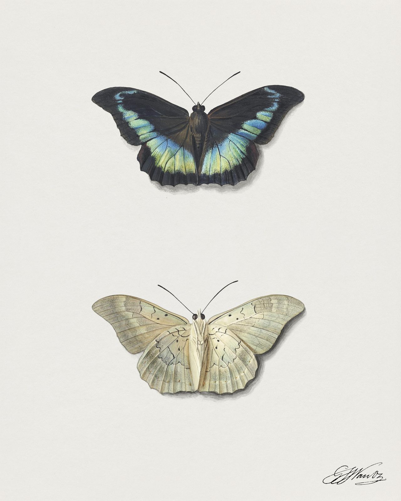 Elegant Butterfly Duo Vintage Botanical Art Wall Art