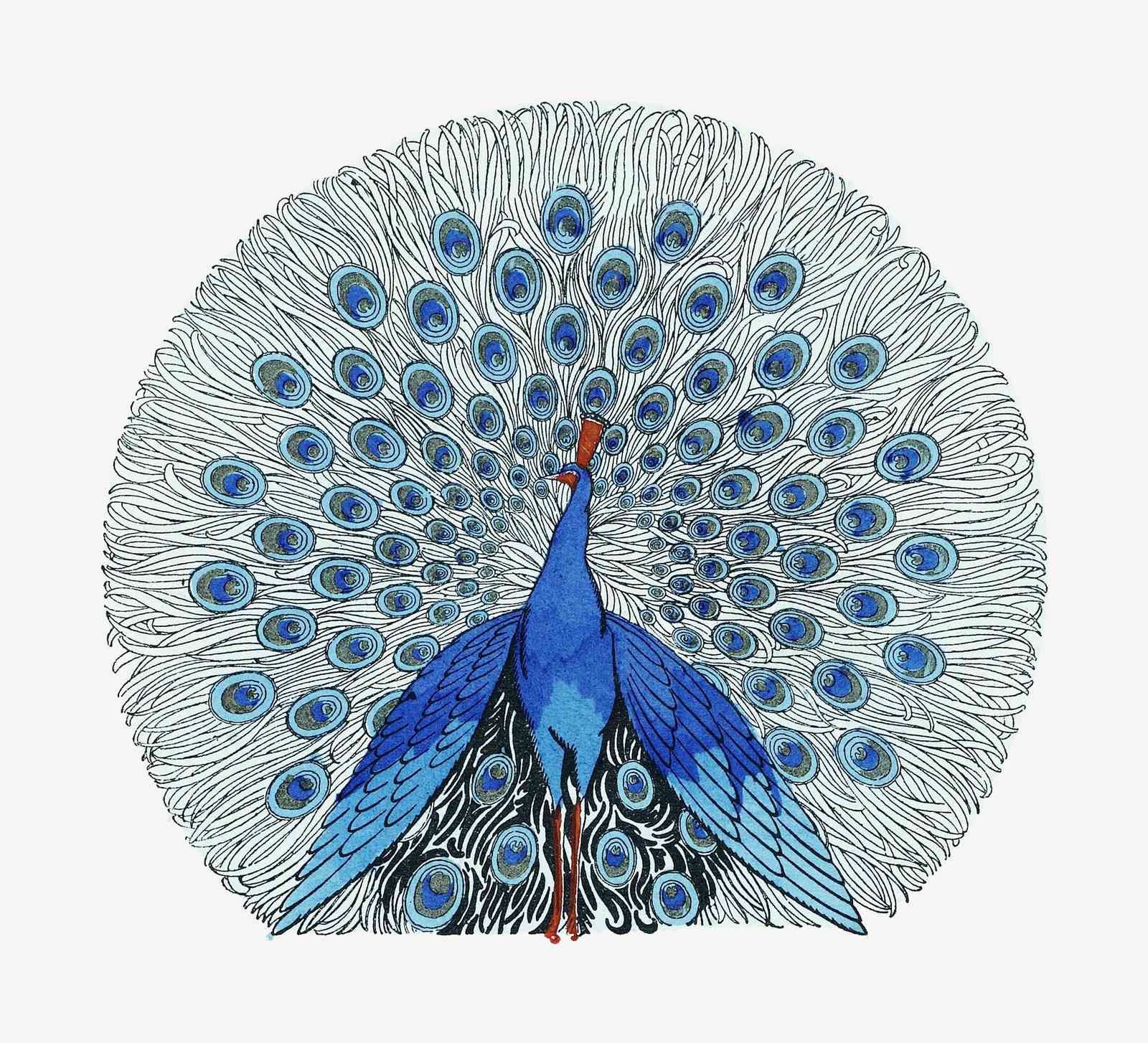 Majestic Blue Peacock Feather Fan Wall Art