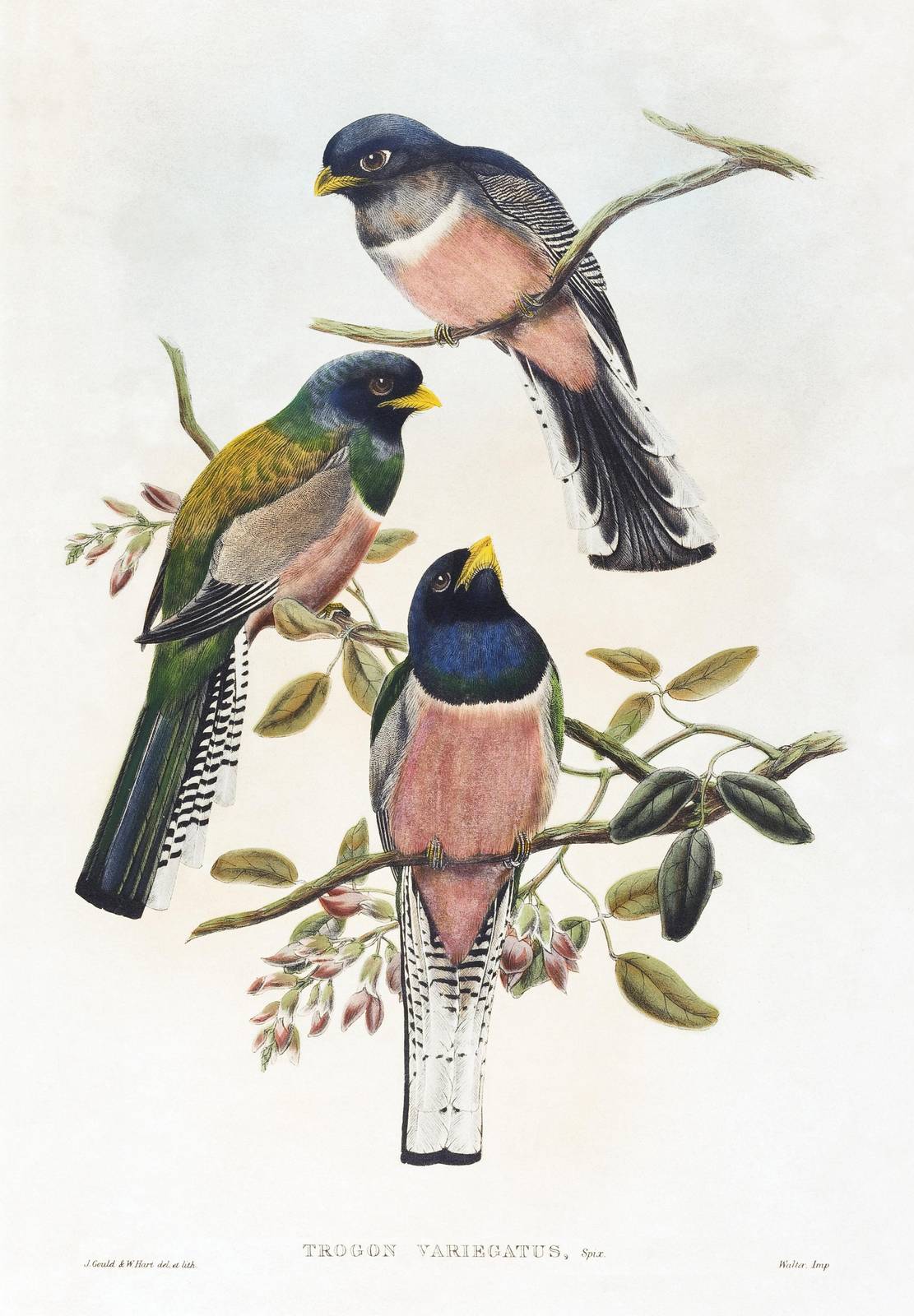 Vintage Bird Art 'Trogon Variegatus' Wall Art