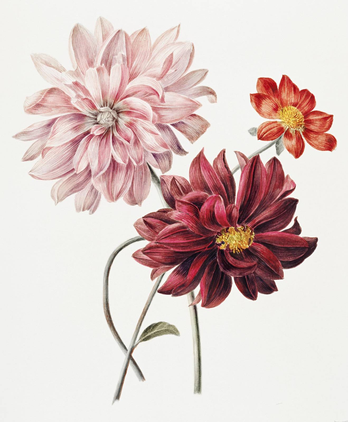 Botanical Dahlia Floral Art Wall Art