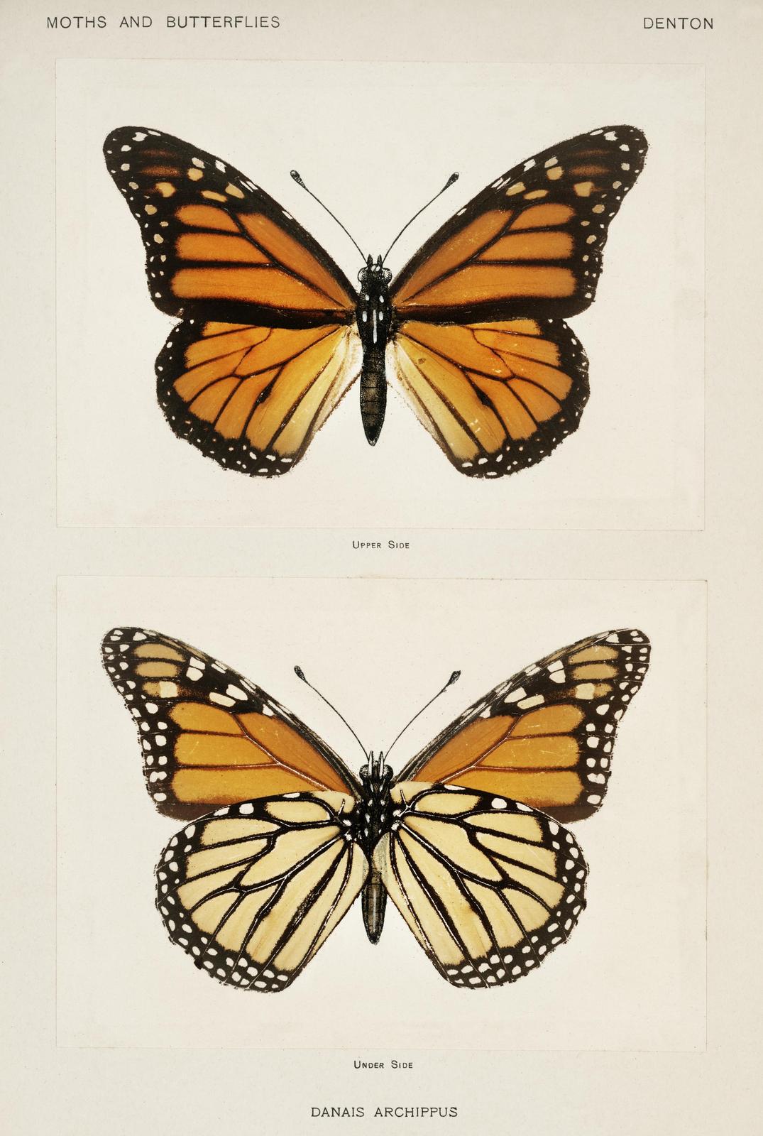 Monarch Butterfly Vintage Study Wall Art