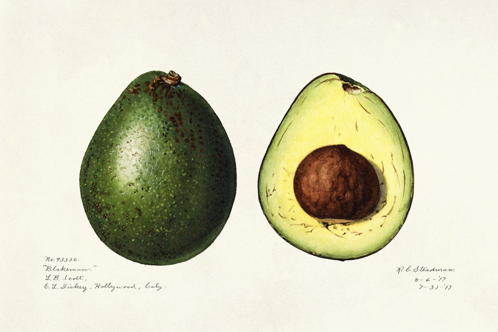 Botanical Avocado Study Wall Art