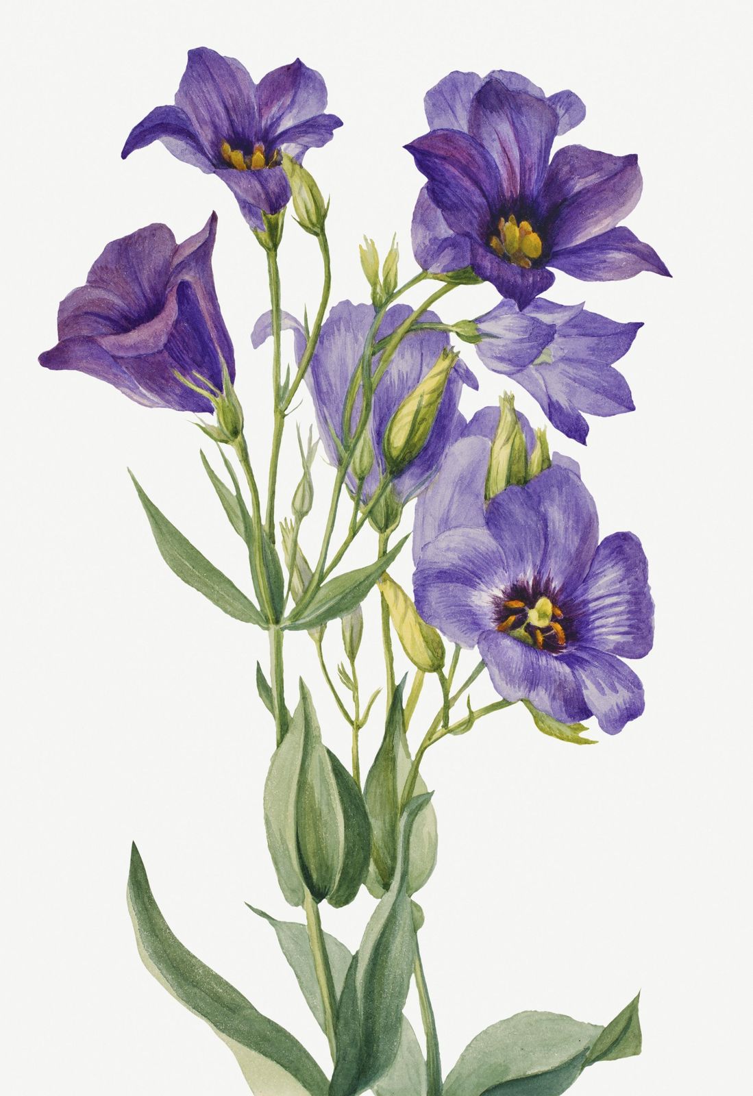 Elegant Purple Eustoma Floral Wall Art