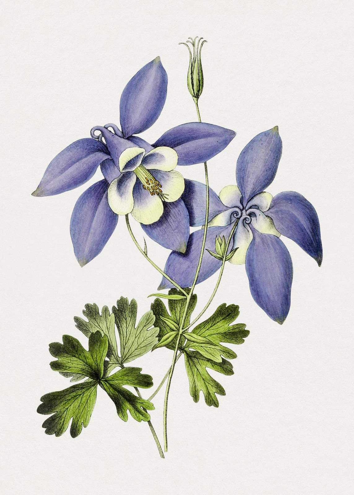 Vintage Purple Columbine Botanical Wall Art