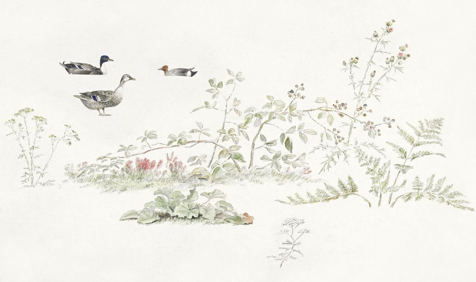 Serene Duck Meadow Watercolor Wall Art