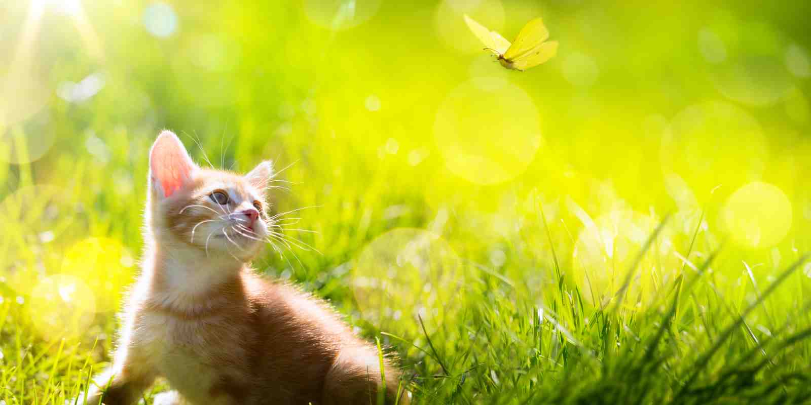 Adorable Kitten & Butterfly Sunny Meadow Wall Art