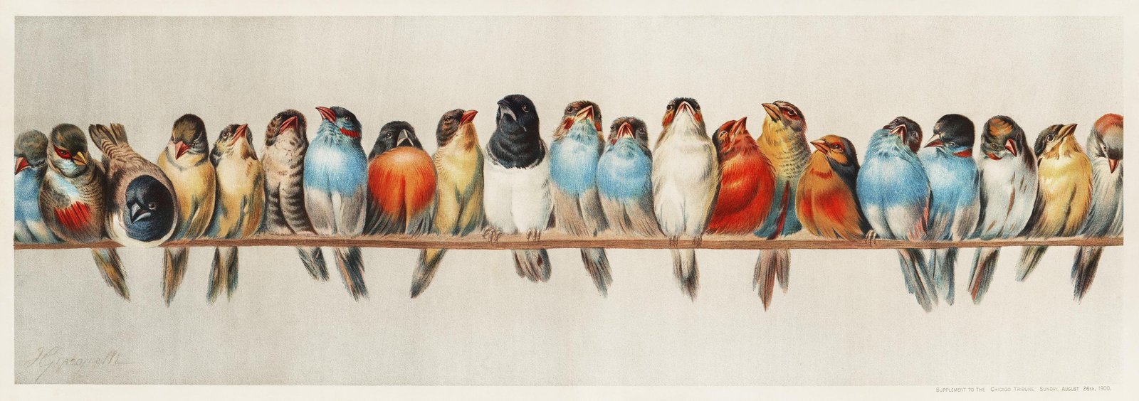 Vintage Bird Collection Wall Art