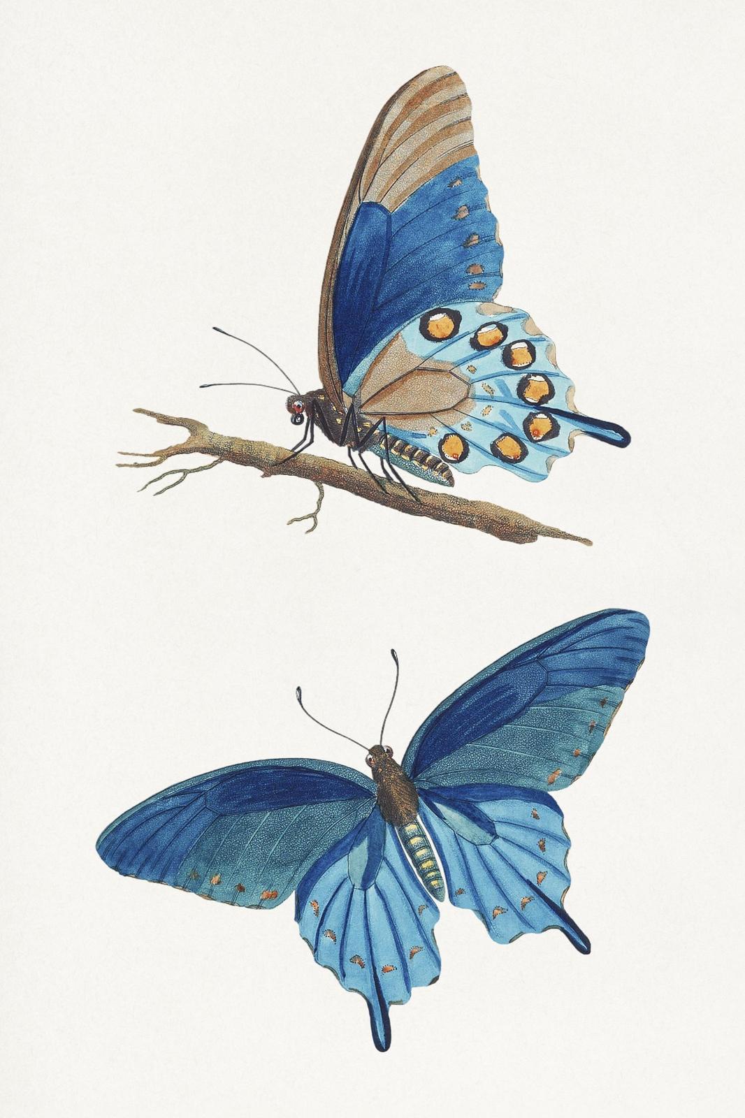 Elegant Blue Butterfly Vintage Art Wall Art