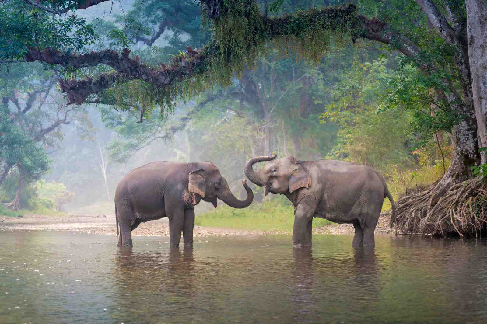 Gentle Giants Elephant Embrace Wall Art