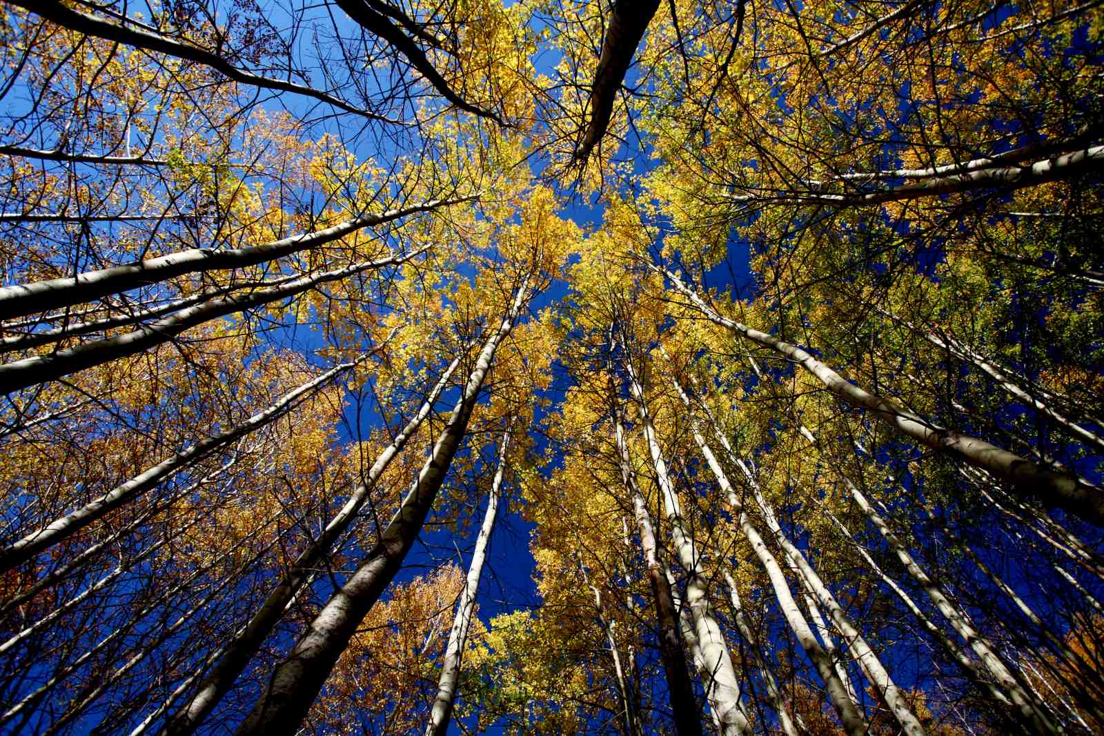 Golden Aspen Forest Canopy Wall Art