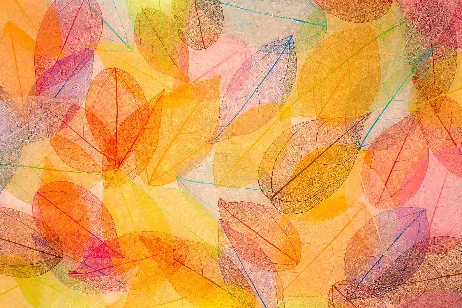 Vibrant Skeleton Leaves Wall Art Wall Art