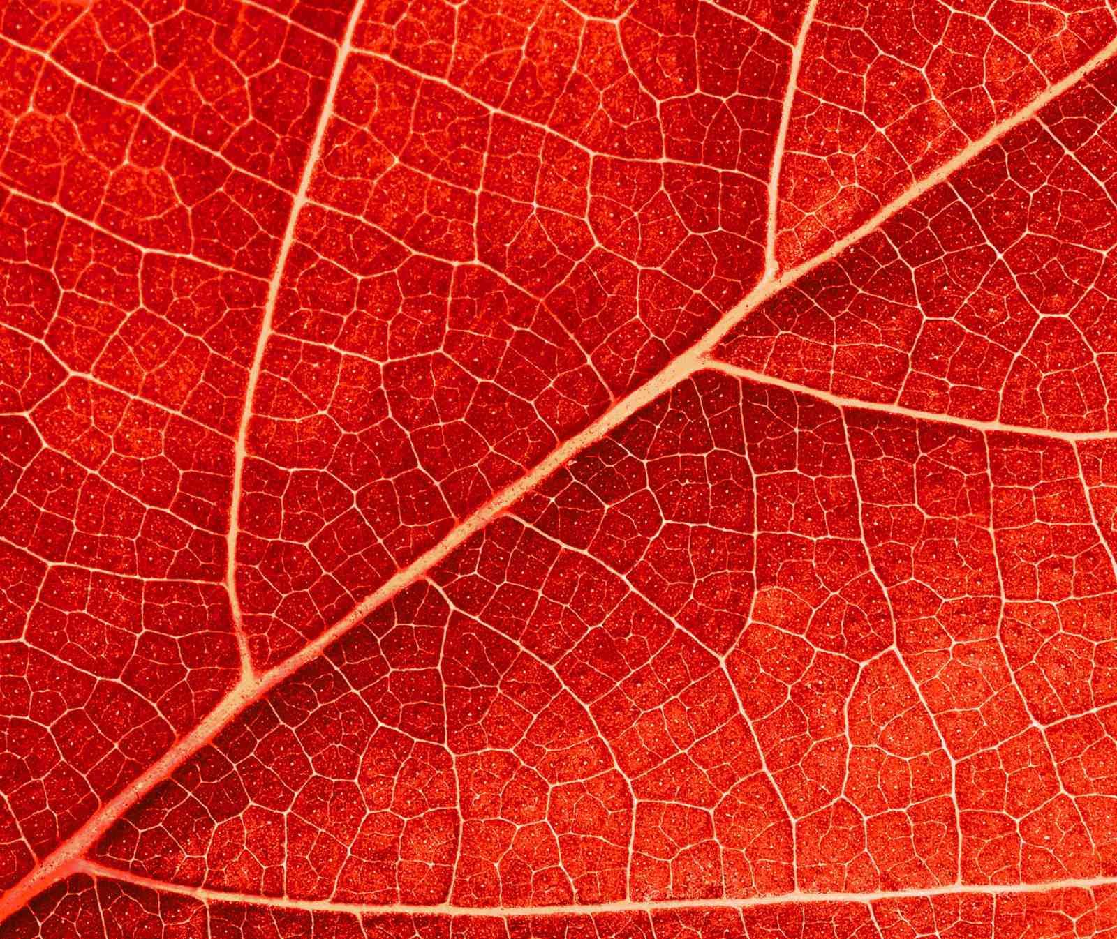 Vibrant Red Leaf Macro Wall Art
